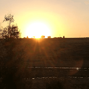 The Harlequin Experience